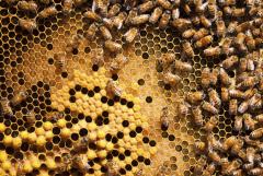 Sierra Norte de Guadalajara, tierra de miel