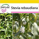 SAFLAX - Set de cultivo - Hierba dulce - 100 semillas - Stevia rebaudiana