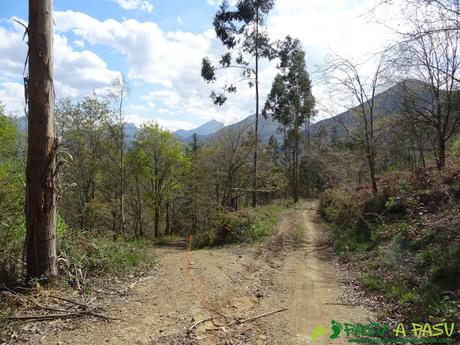 Ruta al PICO COGOLLA desde AVALLE, Parres Pista forestal bajando a Dego. Desvío a la izquierda.