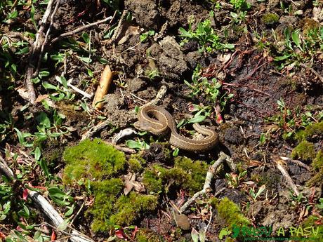 Ruta al PICO COGOLLA desde AVALLE, Parres Víbora en Asturias