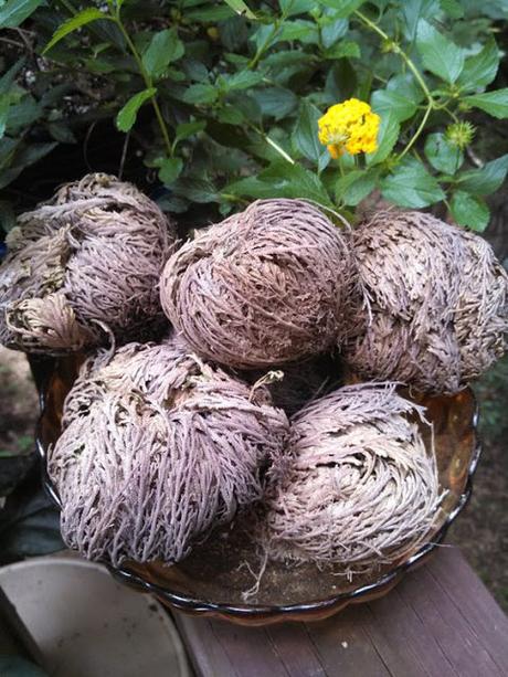 La Butaca: La Rosa de Jericó