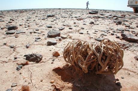 La Butaca: La Rosa de Jericó