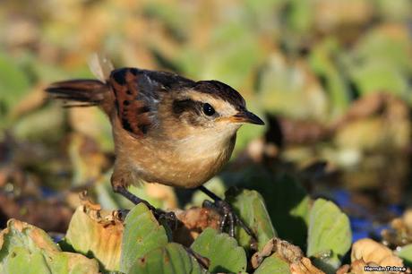 Junquero sobre los repollitos
