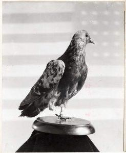 La paloma mensajera que salvo más de 190 soldados en la primera guerra mundial
