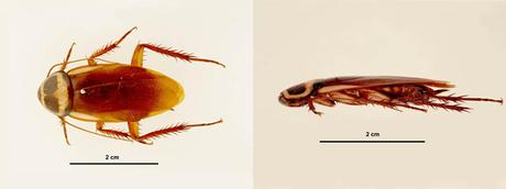 Una nueva especie aterriza en España: Periplaneta Australasiae