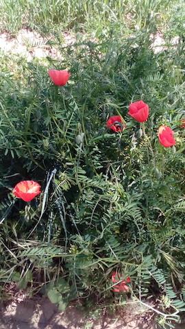 LAS ESENCIAS FLORALES