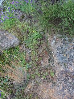 Cementerio judío y juderías de Plasencia: álbum fotográfico