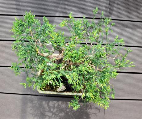 Junípero (el indomable) redoblando trabajos .