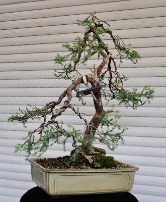 Junípero (el indomable) redoblando trabajos .