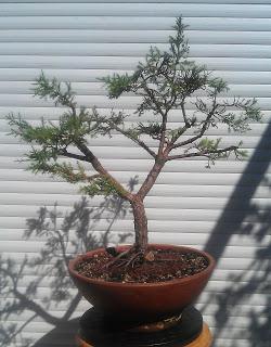 Junípero (el indomable) redoblando trabajos .