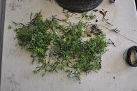 Junípero (el indomable) redoblando trabajos .