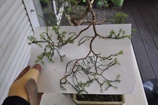 Junípero (el indomable) redoblando trabajos .