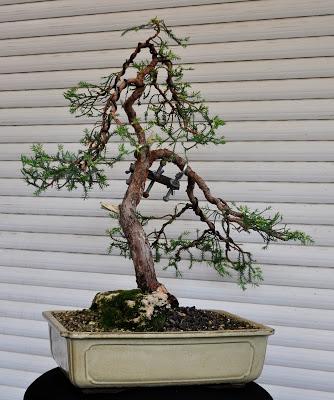 Junípero (el indomable) redoblando trabajos .