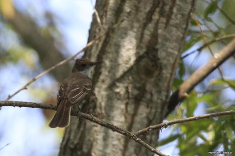 Burlisto pico negro (Myiarchus ferox)