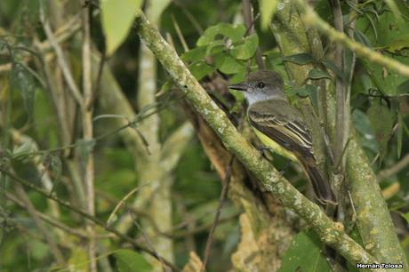 Burlisto pico negro (Myiarchus ferox)