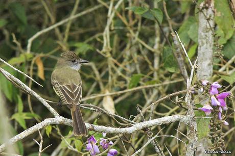 Burlisto pico negro (Myiarchus ferox)