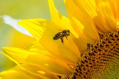 Un nuevo estudio concluye que dos de los pesticidas restringidos por la UE no afectan a las abejas