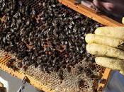 proyecto impulsa apicultura agricultura espacios protegidos