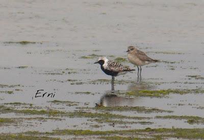 SIN ORDEN NI CONCIERTO