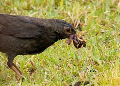 SIN ORDEN NI CONCIERTO
