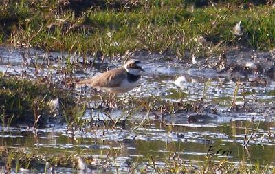 SIN ORDEN NI CONCIERTO