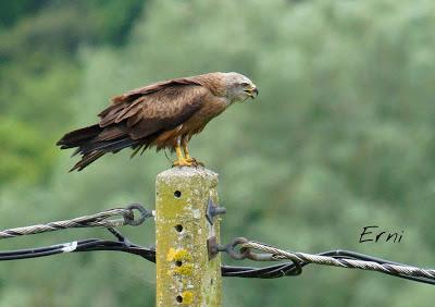 SIN ORDEN NI CONCIERTO