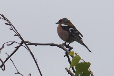 SIN ORDEN NI CONCIERTO