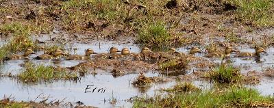 SIN ORDEN NI CONCIERTO
