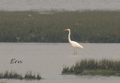 SIN ORDEN NI CONCIERTO