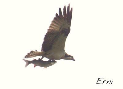 SIN ORDEN NI CONCIERTO