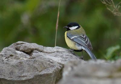 SIN ORDEN NI CONCIERTO
