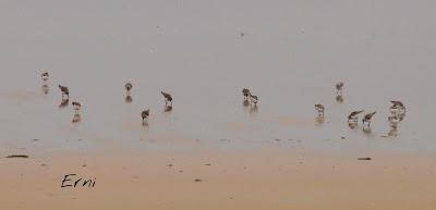 SIN ORDEN NI CONCIERTO