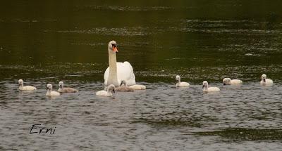 SIN ORDEN NI CONCIERTO
