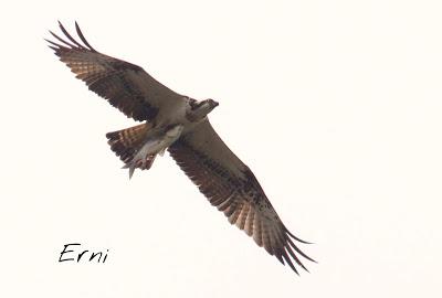 SIN ORDEN NI CONCIERTO