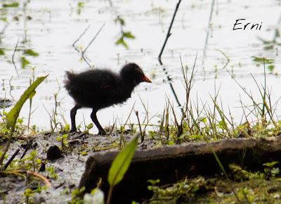 SIN ORDEN NI CONCIERTO