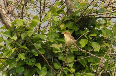 SIN ORDEN NI CONCIERTO