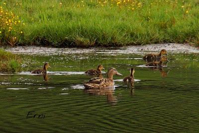 SIN ORDEN NI CONCIERTO