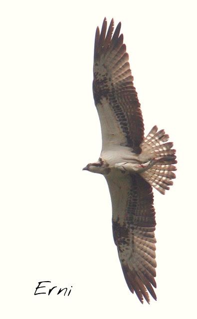 SIN ORDEN NI CONCIERTO