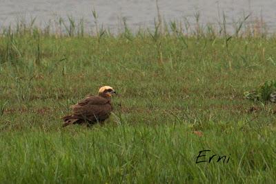SIN ORDEN NI CONCIERTO