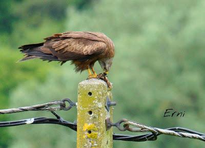 SIN ORDEN NI CONCIERTO