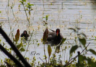 SIN ORDEN NI CONCIERTO