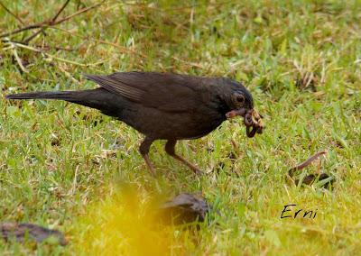SIN ORDEN NI CONCIERTO