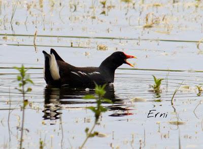 SIN ORDEN NI CONCIERTO