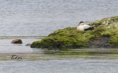 SIN ORDEN NI CONCIERTO