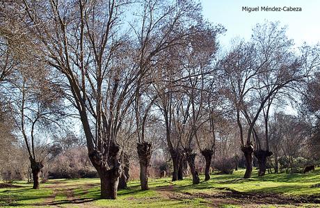 Camino del los Bandoleros a Guadalupe: Las Herencias - Aldeanueva