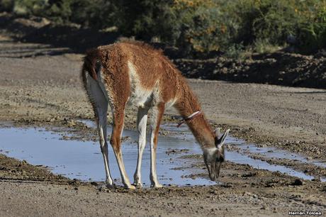 Guanaco amigable