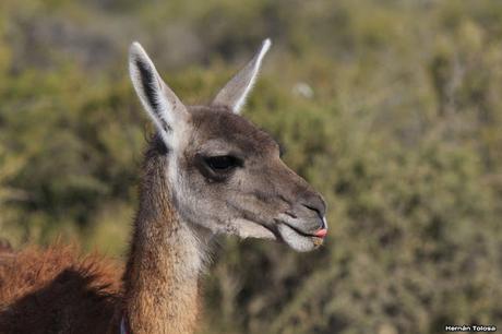 Guanaco amigable