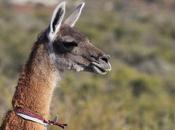 Guanaco amigable