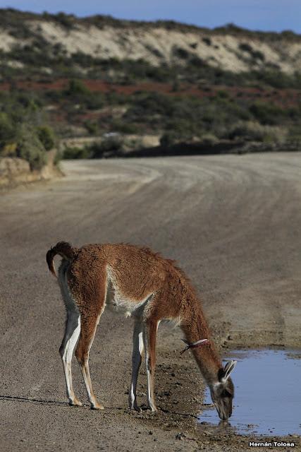 Guanaco amigable