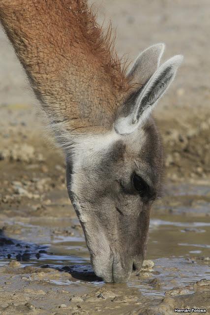 Guanaco amigable